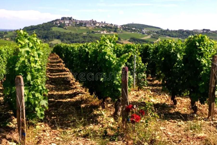 O' Coin Du Beaufol Villa Sancerre Dış mekan fotoğraf